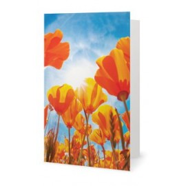 The field of tulips