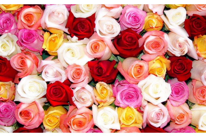 Who says flower says a rose!