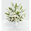 The Morning Stars Arrangment